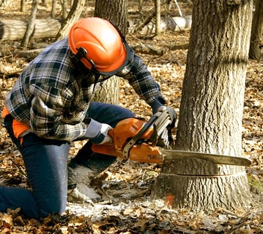 Tree Removal in Urbanna, VA